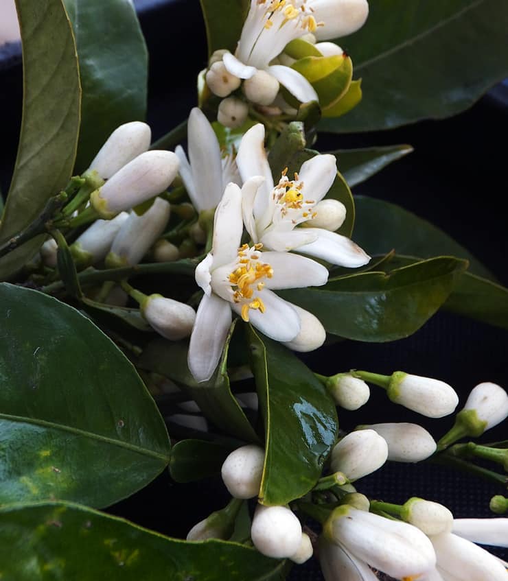 Mela Cannella Erboristeria Novara - Fiore di Neroli