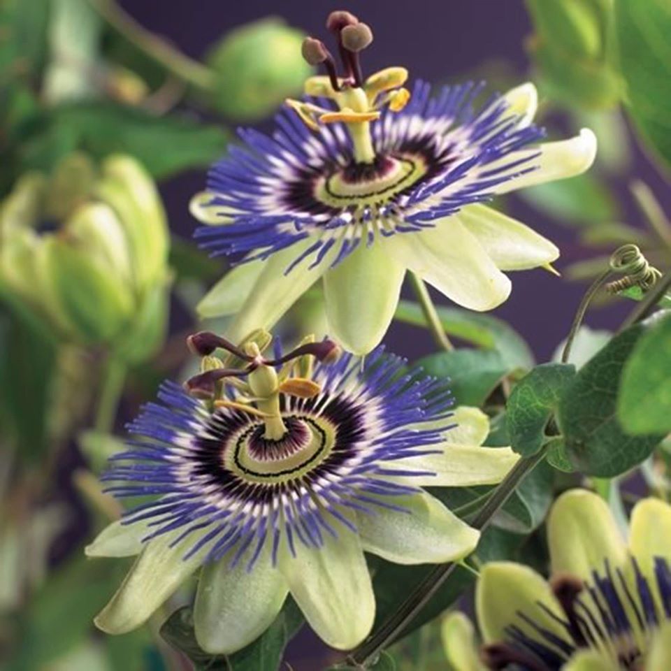 Mela Cannella Erboristeria Novara - Fiore di Passiflora